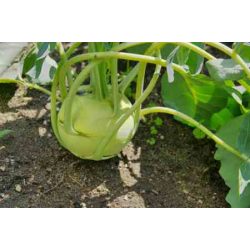   Karalábé, új termés, bio (HU) - Áldott Föld Biogazdaság