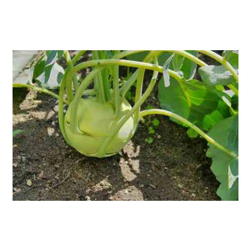Karalábé, új termés, bio (ES) - Lot: CR080724
