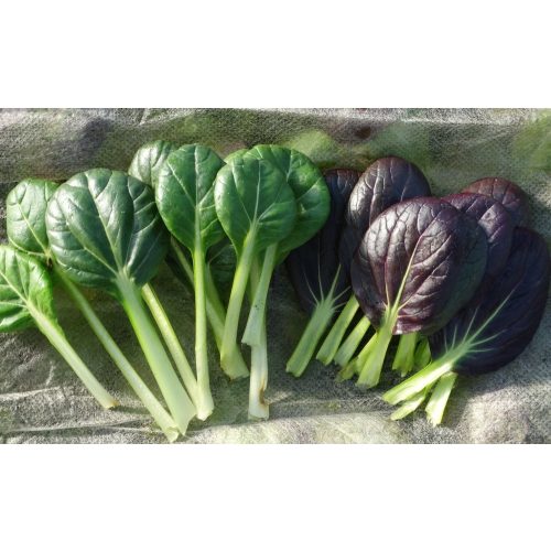 Pak choi, bio (IT) (300 g/db) - Lot: 40528-52974868