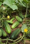   Uborka, kovászolni való, új termés, bio (HU) - Popovics Biokertészet