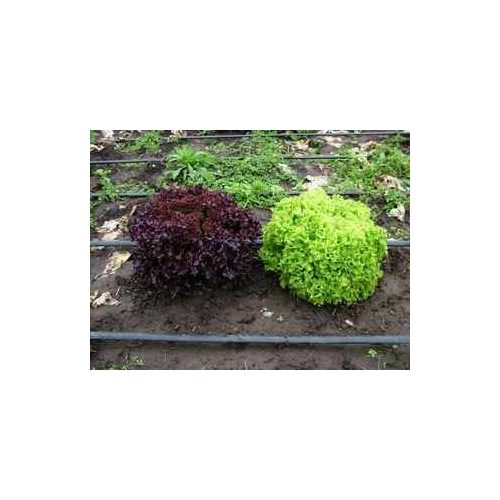 Tölgylevelű saláta, vörös, bio (HU) - Molnár Biokertészet