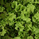   Friss salanova saláta keverék, bio (HU) (250 g/cs) - Organisk