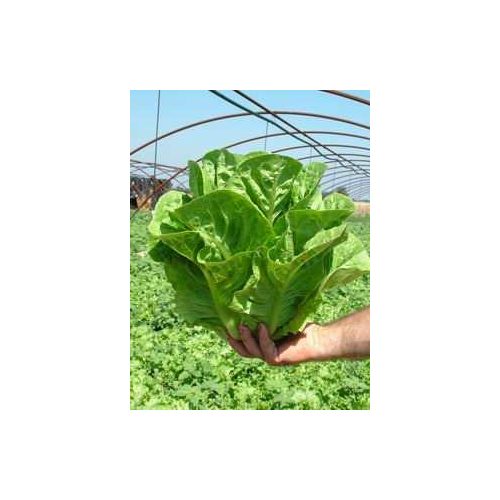 Római saláta, bio (HU) - Áldott Föld Biogazdaság