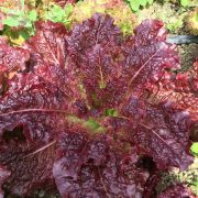 Római saláta, bio (HU) - Áldott Föld Biogazdaság