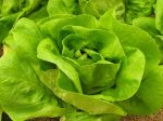 Fejes saláta, bio (HU) - Áldott Föld Biogazdaság