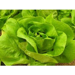   Fejes saláta, bio (HU) - Áldott Föld Biogazdaság - Vkr: 23405746