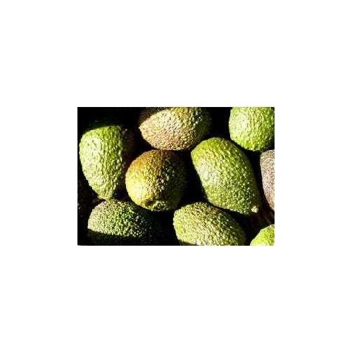 Avocado, Fuerte, bio (GR) - Lot: 0805177
